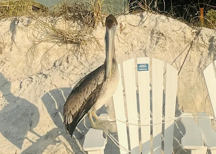 "dunes" Gulf-view Historic Beachside 1/1 * Clearwater Beach
